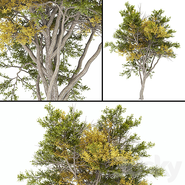 02 Tree autumn 3DSMax File - thumbnail 1