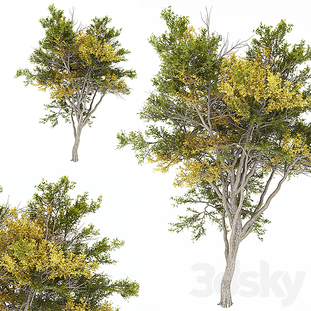 02 Tree autumn 3DSMax File - thumbnail 2