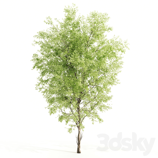 2 ashes tree 3ds Max - thumbnail 2