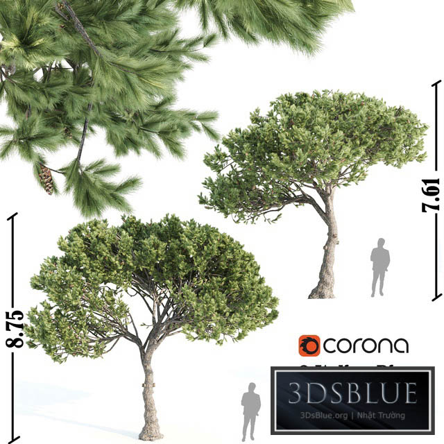 2 Italian pine corona 3DS Max - thumbnail 3