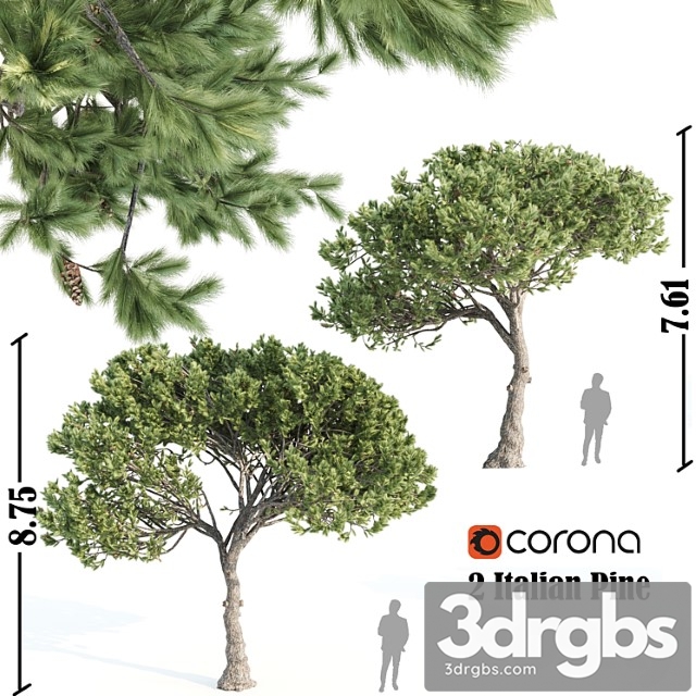 2 Italian Pine Corona 3dsmax Download - thumbnail 1