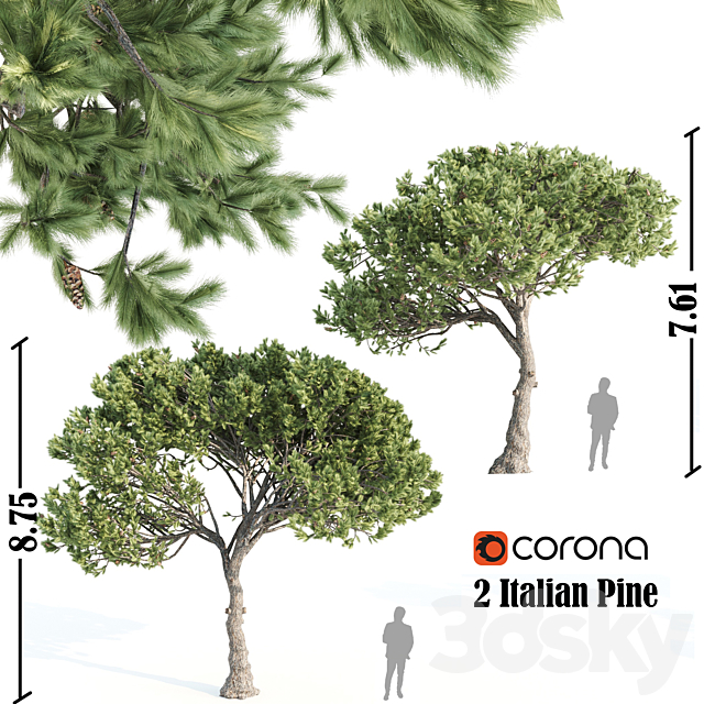 2 Italian pine corona 3DSMax File - thumbnail 1