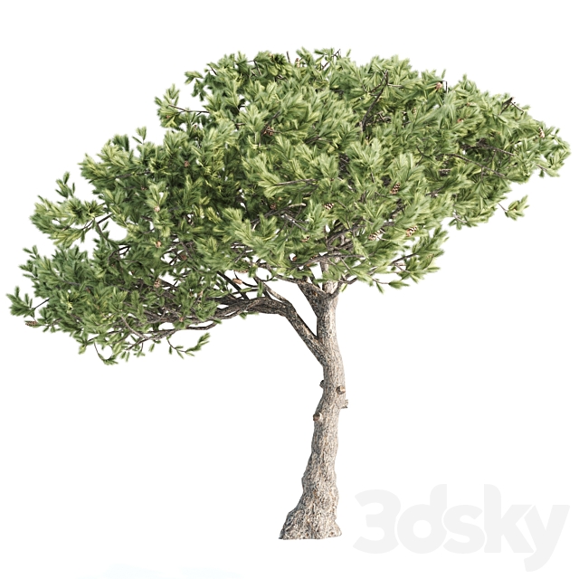 2 Italian pine corona 3DSMax File - thumbnail 2