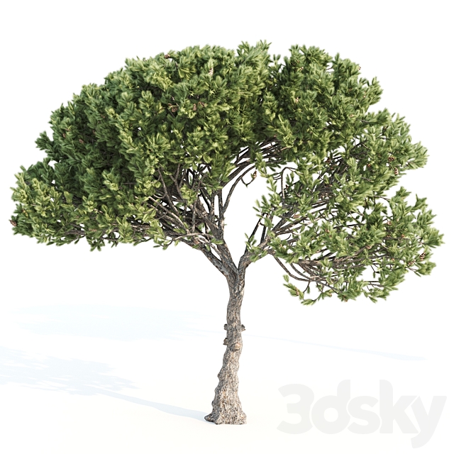 2 Italian pine corona 3DSMax File - thumbnail 3