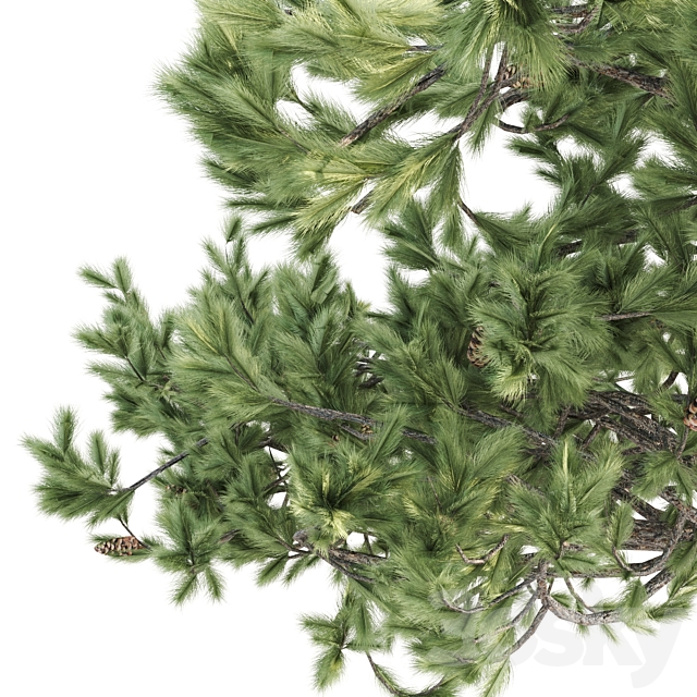 2 Italian pine corona 3DSMax File - thumbnail 4