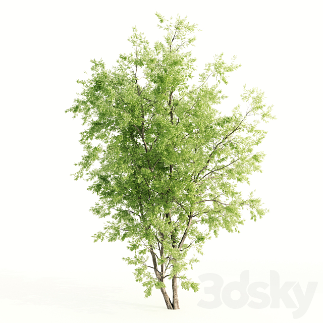 2 jam tree 3ds Max - thumbnail 3