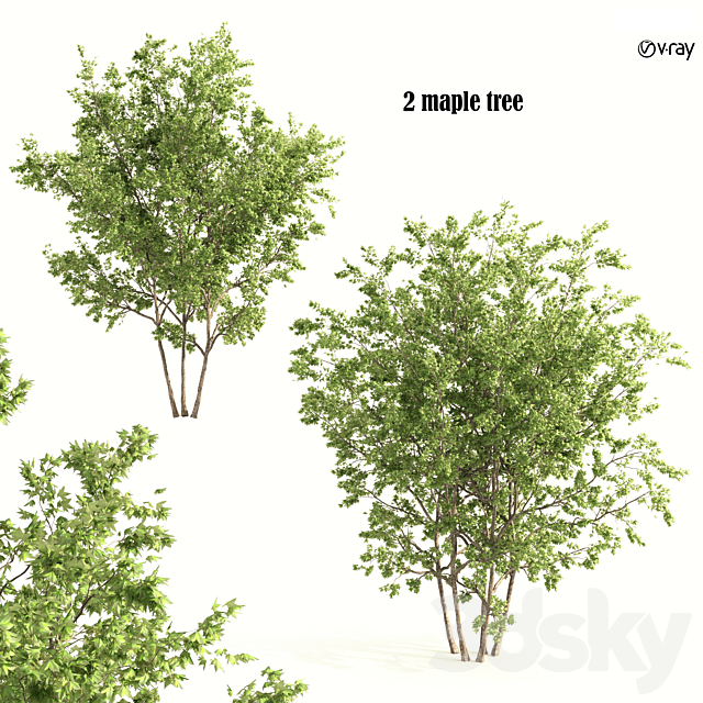 2 maple tree 3ds Max - thumbnail 1