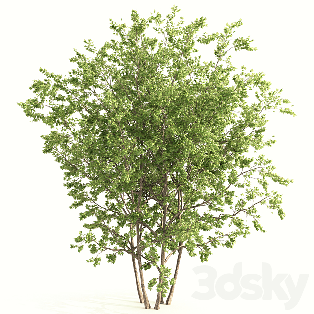 2 maple tree 3ds Max - thumbnail 2