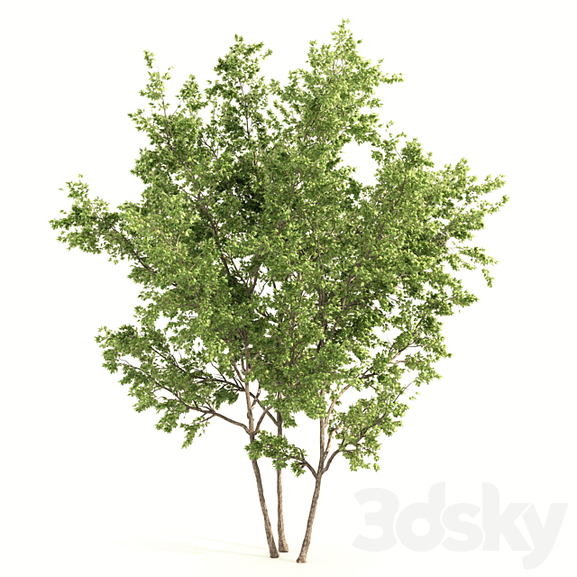 2 maple tree 3ds Max - thumbnail 3