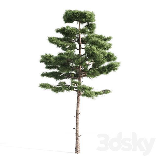 2 pine vray 3DS Max Model - thumbnail 2