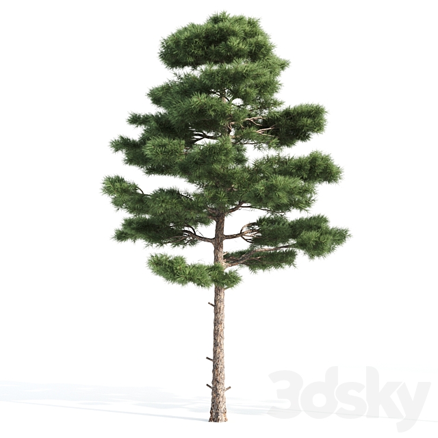 2 pine vray 3DS Max Model - thumbnail 3