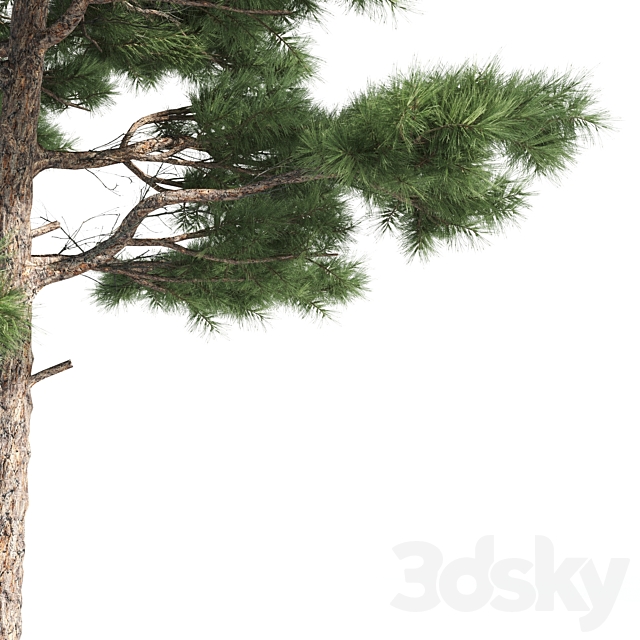 2 pine vray 3DS Max Model - thumbnail 4