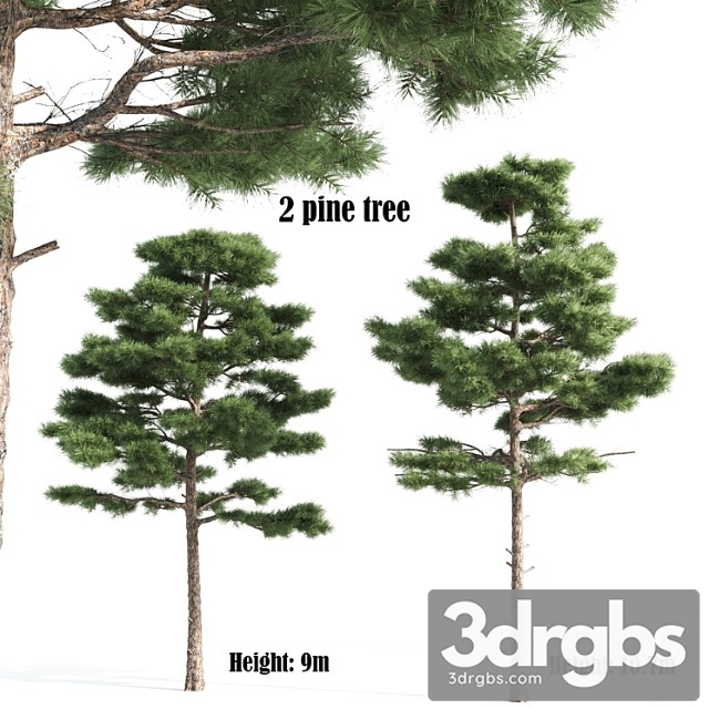 2 Pine Vray 3dsmax Download - thumbnail 1