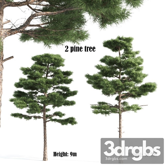 2 pine vray - thumbnail 1