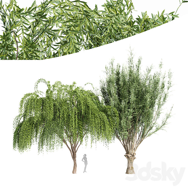 2tree-Pollard willow Weeping willow 3DS Max - thumbnail 1