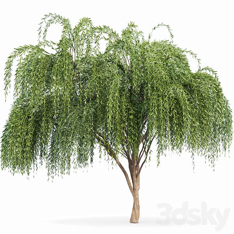 2tree-Pollard willow Weeping willow 3DS Max - thumbnail 2