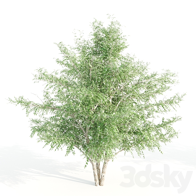 3 black birch 3DS Max Model - thumbnail 3