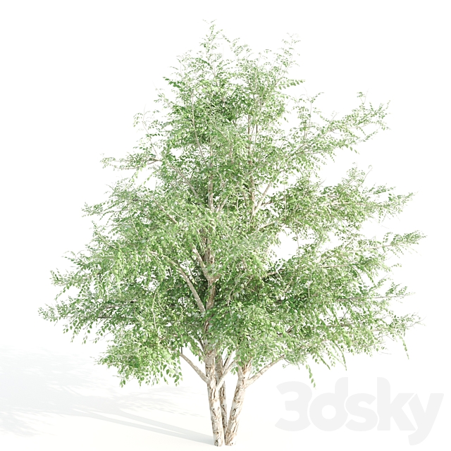 3 black birch 3DS Max Model - thumbnail 5