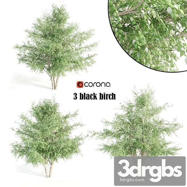 3 black birch - thumbnail 1