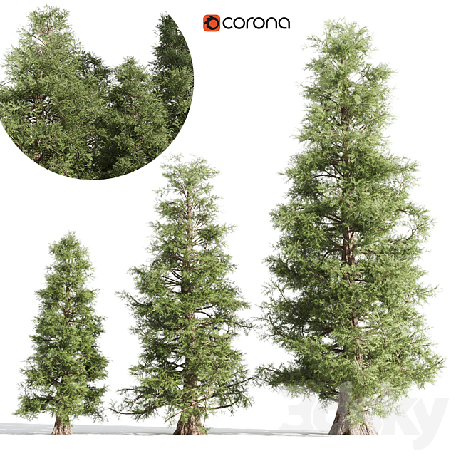 3 cedar tree 3ds Max - thumbnail 1