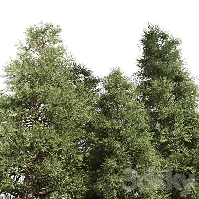 3 cedar tree 3ds Max - thumbnail 2