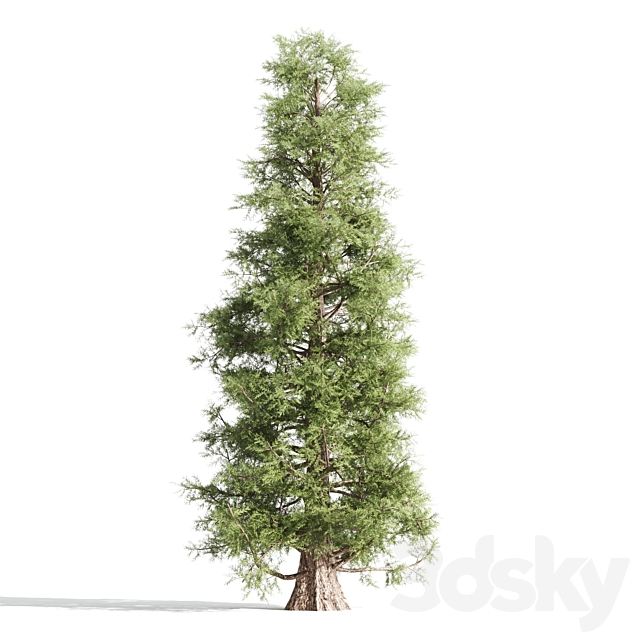 3 cedar tree 3ds Max - thumbnail 3