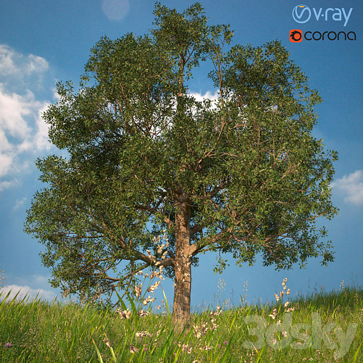 3D model of a tree No. 1 3DS Max - thumbnail 2