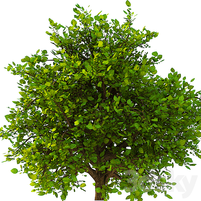 3D Model of the Bush No. 2 3DS Max Model - thumbnail 2