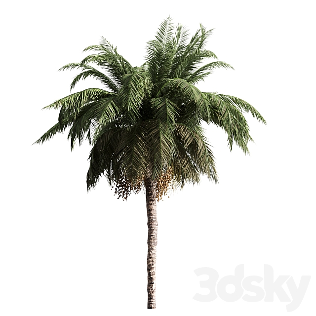 4 palms 3ds Max - thumbnail 2