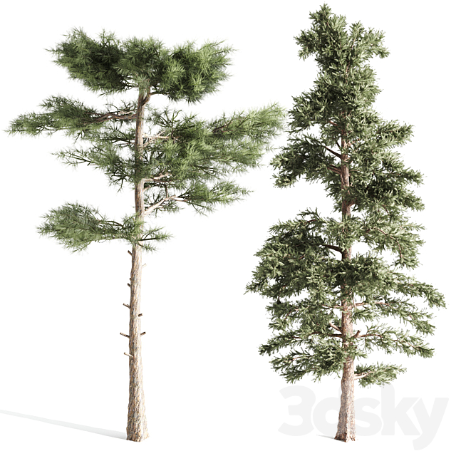 4 pines 3DSMax File - thumbnail 4