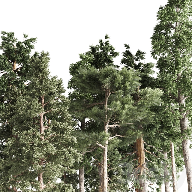 4 pines 3DSMax File - thumbnail 5