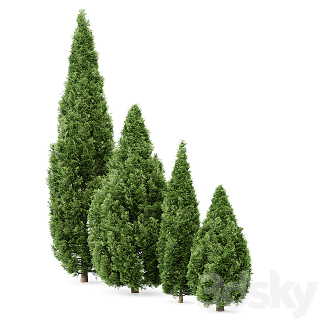 4 Rocky Mountain Juniper tree – Juniperus scopulorum 3DS Max Model - thumbnail 2