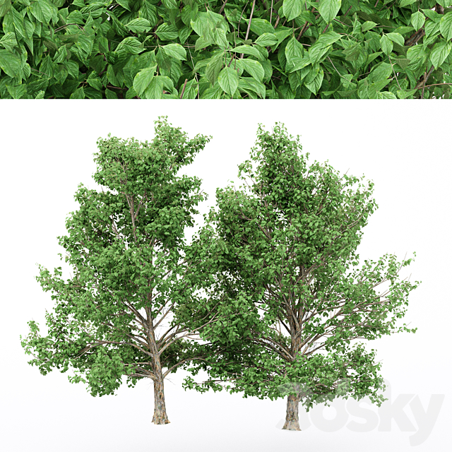 4diffrent tree Korean Stewartia 3ds Max - thumbnail 1