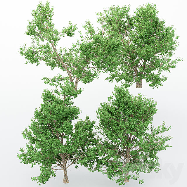 4diffrent tree Korean Stewartia 3ds Max - thumbnail 2