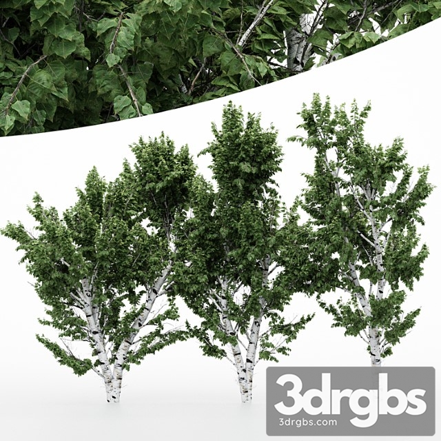 5 Diffrent Tree White Birch 3dsmax Download - thumbnail 1