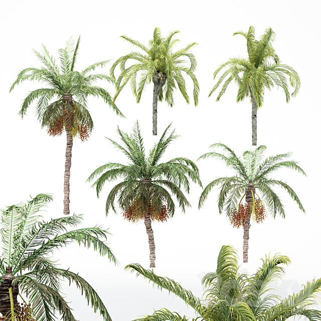 5diffrent tree-Date Palm-Queen Palm 3DSMax File - thumbnail 1