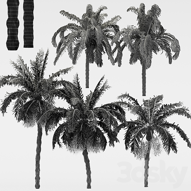 5diffrent tree-Date Palm-Queen Palm 3DSMax File - thumbnail 3