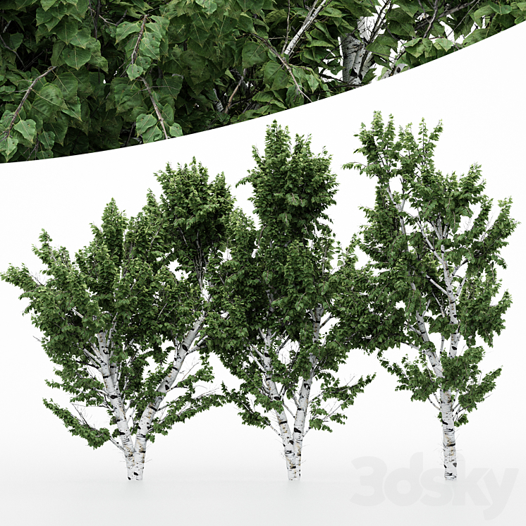 5diffrent tree White Birch 3DS Max - thumbnail 1