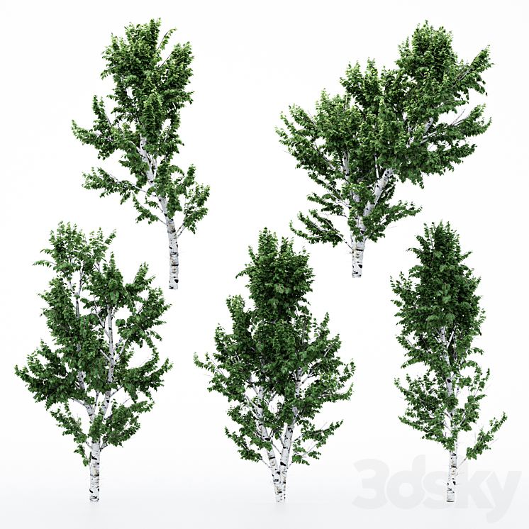 5diffrent tree White Birch 3DS Max - thumbnail 2