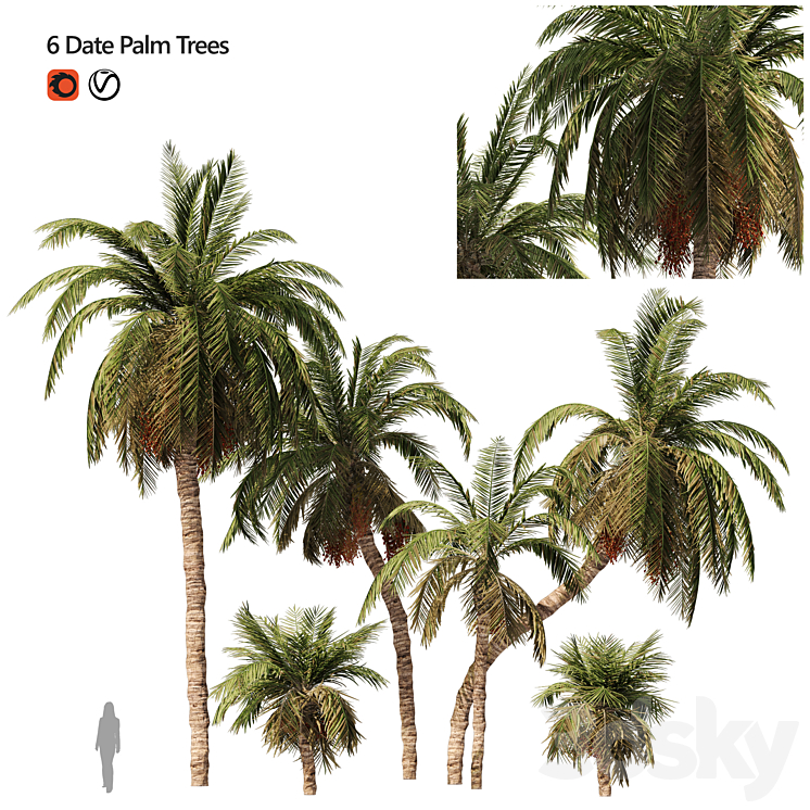 6 Arbian Date Palm Trees 3DS Max - thumbnail 1