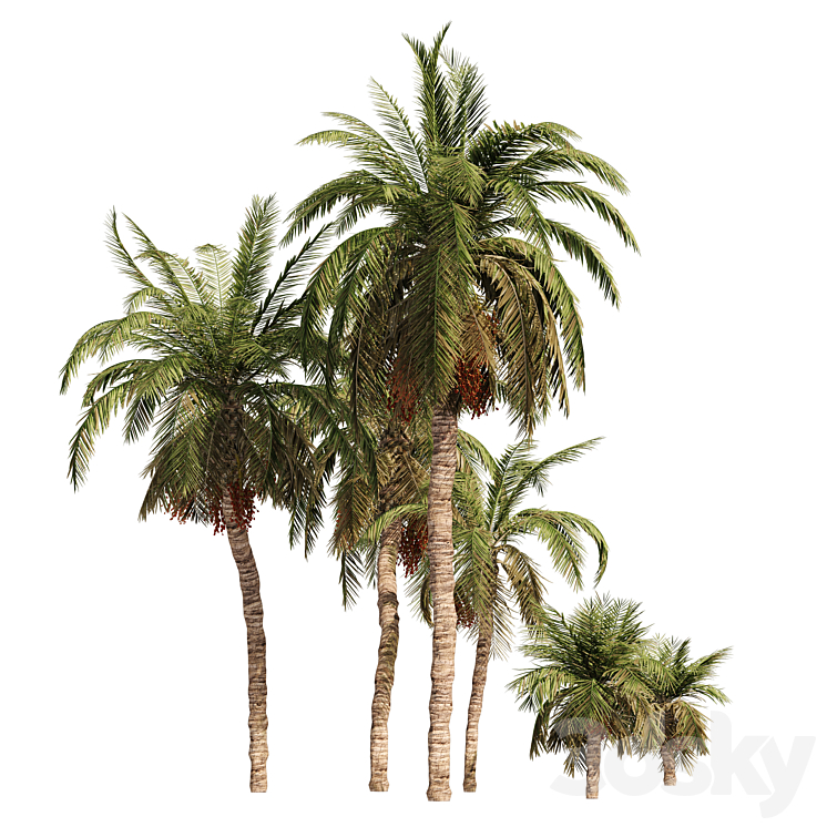 6 Arbian Date Palm Trees 3DS Max - thumbnail 2