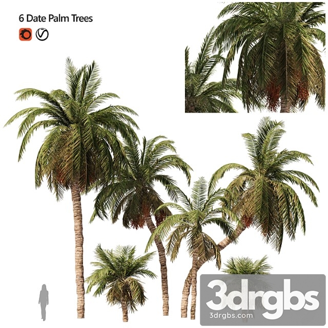 6 arbian date palm trees - thumbnail 1