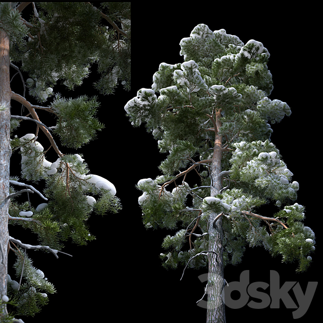 A large pine tree in the snow 3DSMax File - thumbnail 2