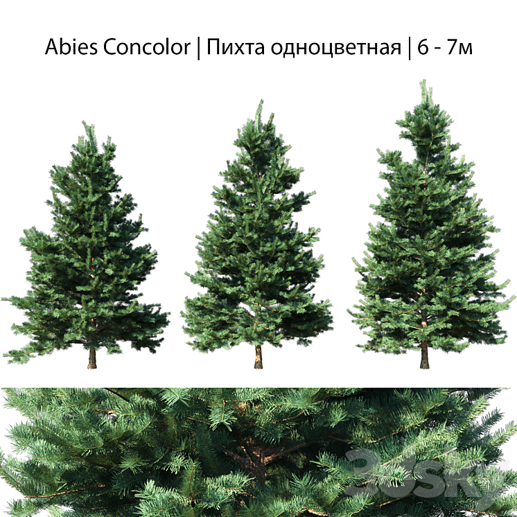 Abies Concolor 6 – 7m 3DS Max - thumbnail 1