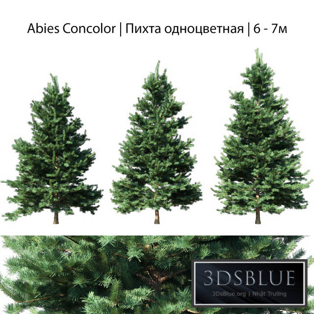 Abies Concolor 6 – 7m 3DS Max - thumbnail 3