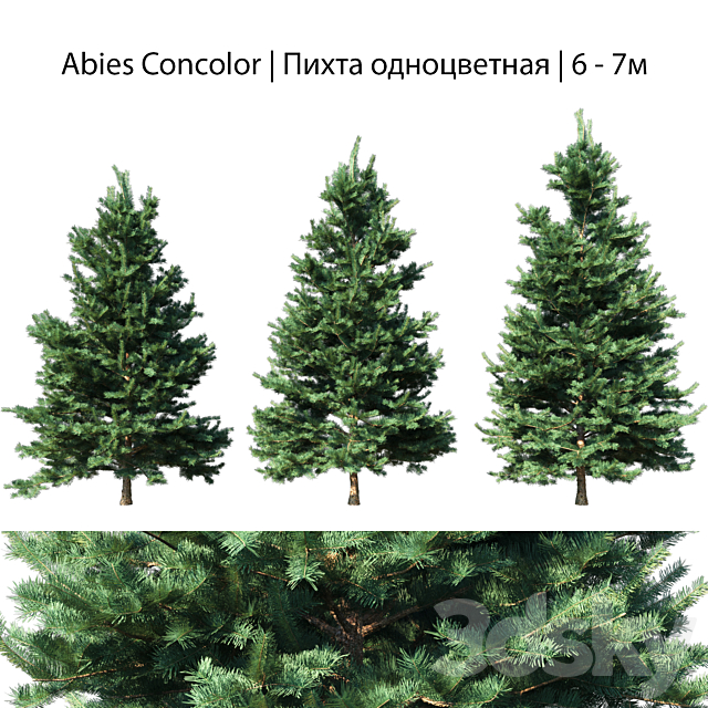 Abies Concolor 6 – 7m 3DSMax File - thumbnail 1