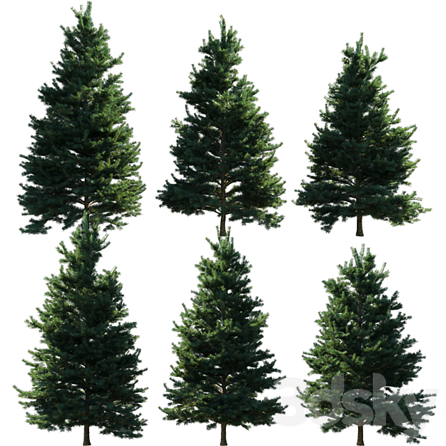 Abies Concolor 6 – 7m 3DSMax File - thumbnail 3