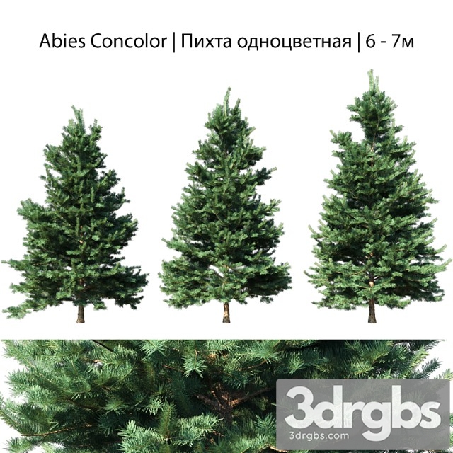 Abies concolor 6 – 7m - thumbnail 1