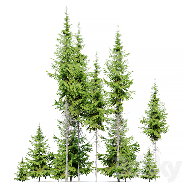 Abies guatemalensis 3DS Max Model - thumbnail 3