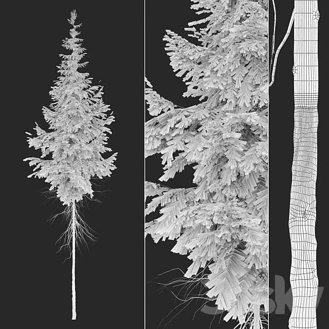 Abies guatemalensis 3DS Max Model - thumbnail 4